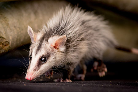 opossum_450