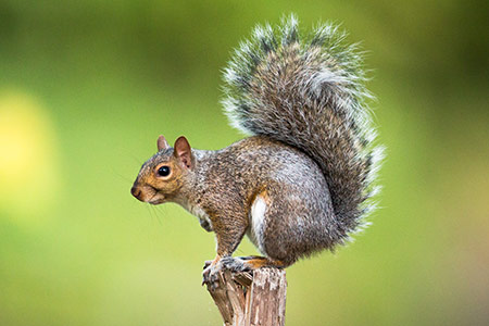 Squirrel Control - Missouri Department of Conservation