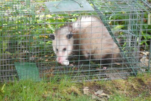 Opossum - trapped (5)