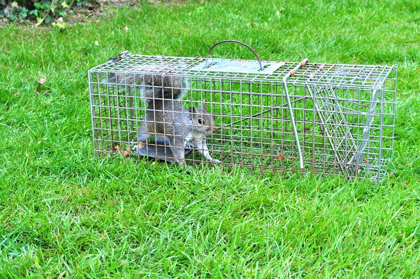 Squirrel Control & Removal l Animal