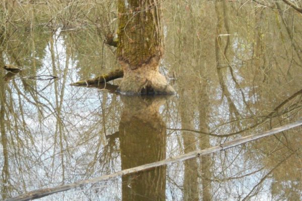 beaver damage (2)