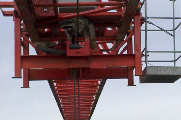 raccoon on crane in ballad 100 feet up