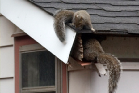 Squirrel Removal, Squirrels in Attic, Damage Repair MN - Beast Wildlife